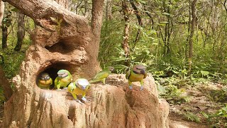 Amazing Video Of Parrots Nest In A Stump Tree
