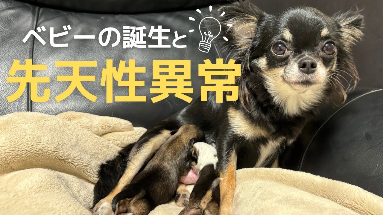 【犬７頭と暮らすおっさん】4兄妹の中に先天性異常の子がいました【口蓋裂】