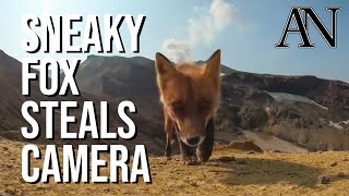 Moment Sneaky Fox Steals Camera From Unsuspecting Tourist Filming Volcanic Eruption
