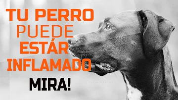 ¿Cómo actúan los perros cuando están hinchados?