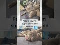 Milan video