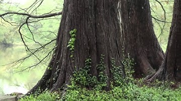 Darkroom: Compiling High-Level Image Processing Code into Hardware Pipelines