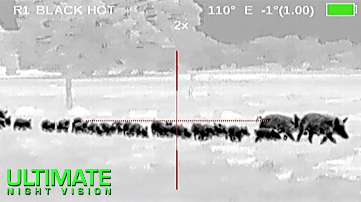 107 Hogs Down | Hog Hunting with Thermal Night Vision in Texas | Zeus Pro 640