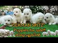 German Spitz puppies for sale (Spitz ) in Thiruvalla |Amazing pets kerala