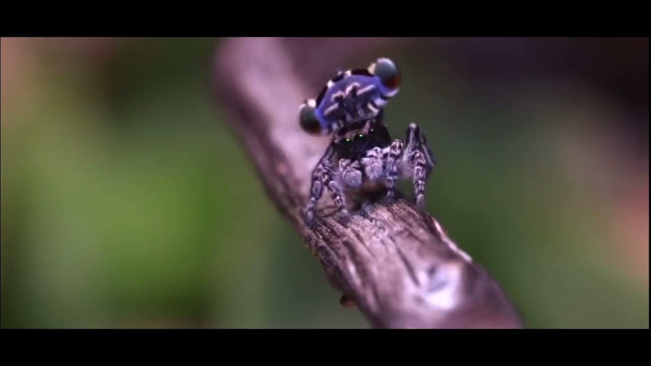 Die süßeste Spinne der Welt YouTube