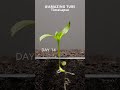 Growing Red Bell Pepper Plant - Time Lapse