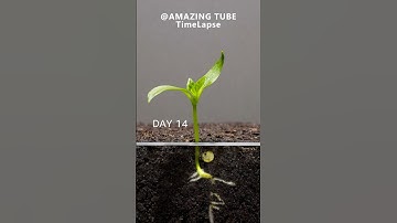 Growing Red Bell Pepper Plant - Time Lapse