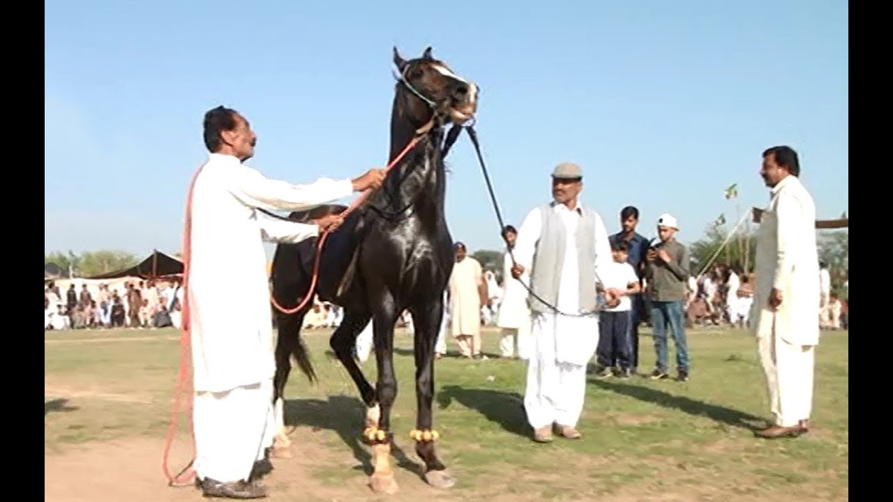 Best horse dance in pakistan No. 38 YouTube