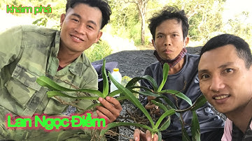 Lên Núi Tìm lan -Lan Ngọc Điểm - Lan rừng Bình Thuận