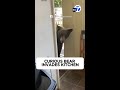 Curious bear strolls into kitchen at Sierra Madre home, stuns resident 😱