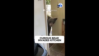 Curious bear strolls into kitchen at Sierra Madre home, stuns resident 😱