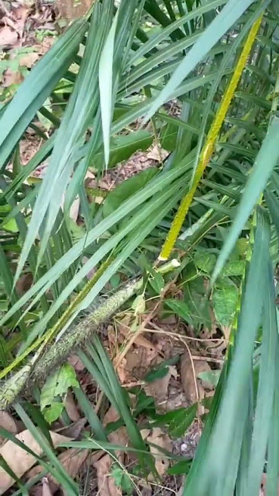 Cari Pohon Rotan Liar  Di Hutan. Untuk Bahan Membuat Layangan