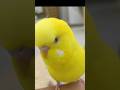 cute budgie#budgie#shorts#japan