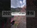 2023.2.14河津桜開花速報 #河津桜 ##河津桜まつり #河津櫻 #ライブカメラ #kawazu #sakura #cherryblossoms #live #camera