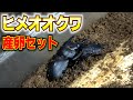 ヒメオオクワガタの産卵セット