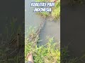 Kualitas Padi Indonesia #viral #padi @RumahPetaniTV123@YukHiburanSejenakOfficial #sawah #fyi