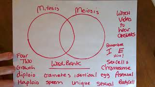 Recap Mitosis vs Meiosis  Please correct your work and submit to the class assignment Venn Diagram
