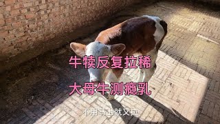 小牛犊反复拉稀怎么办，大母牛测一下有没有隐形乳房炎