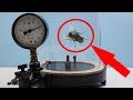 Qué pasaría SI INSERTAMOS  una MOSCA al vacío? | EXPERIMENTO