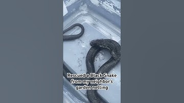 Saved this EASTERN BLACK RAT SNAKE from garden netting  🐍 #snakes #reptiles #wildlife