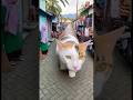 Takut Kucing Leher Panjang #shortvideo #comedy #shortsviral