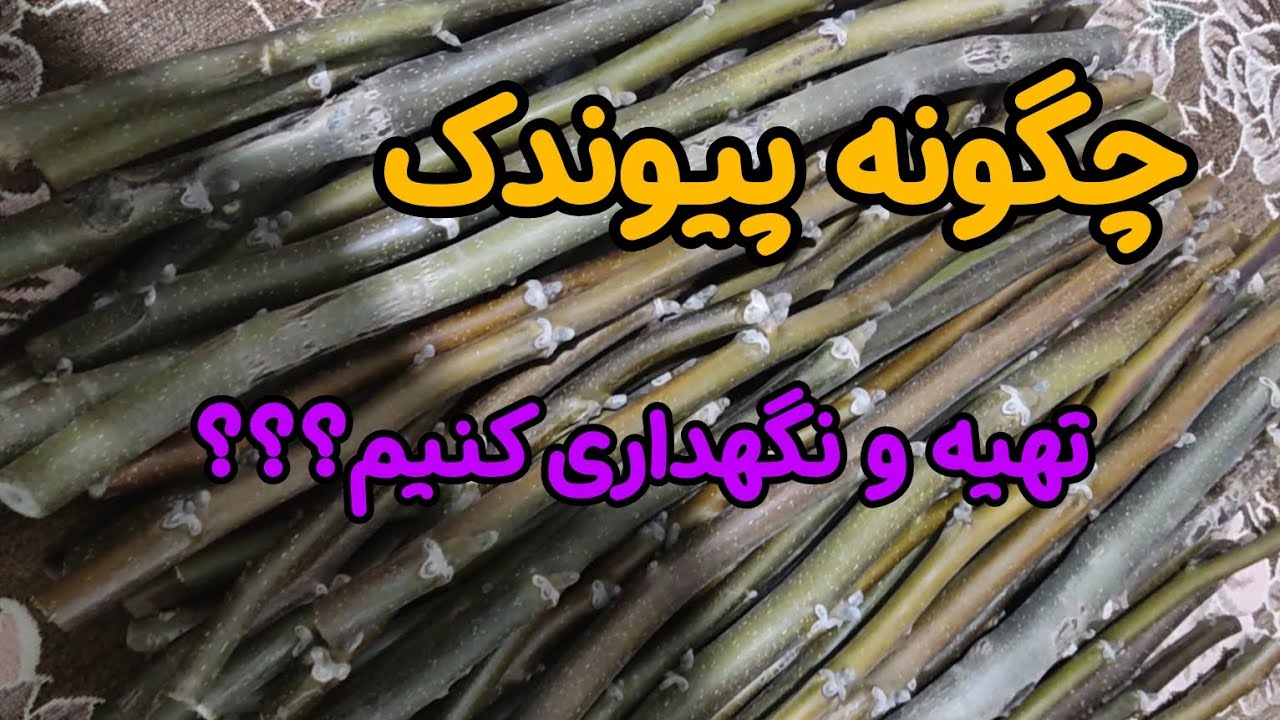 آموزش تهیه پیوندک. آموزش نگهداری پیوندک آموزش بسته بندی پیوندک