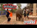 น้องฟิล์ม ถึงกับอึ้ง‼️คุณพ่อ...ซื้อชุดอะไร? มาให้สุพรรษา #elephant