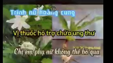 Trinh nữ hoàng cung - vị thuốc thần dược ít ai biết tới #trinhnuhoangcung #thuoc #hay