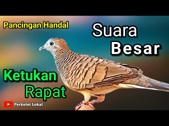 Perkutut lokal gacor Suara Besar Pancingan Paling Ampuh Untuk Perkutut Malas Bunyi #perkututlokal class=