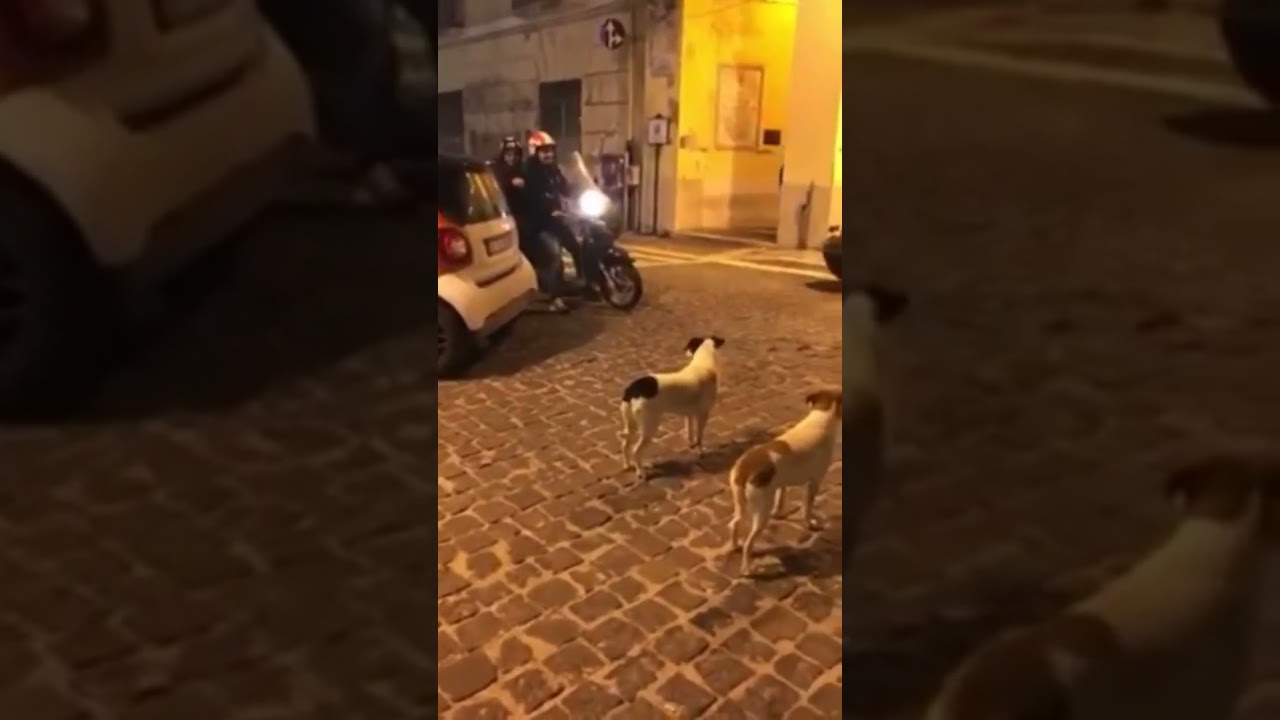 funny animals videos #2  2023 #shorts