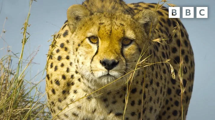 Baboon troop clash with pack of cheetahs | Serengeti - BBC - DayDayNews