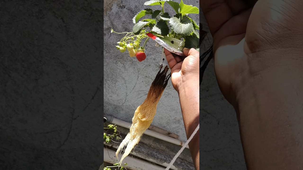 Hydroponic Strawberry Roots #garden #fun #funny #hydroponics #hidroponia #strawberry #morangos