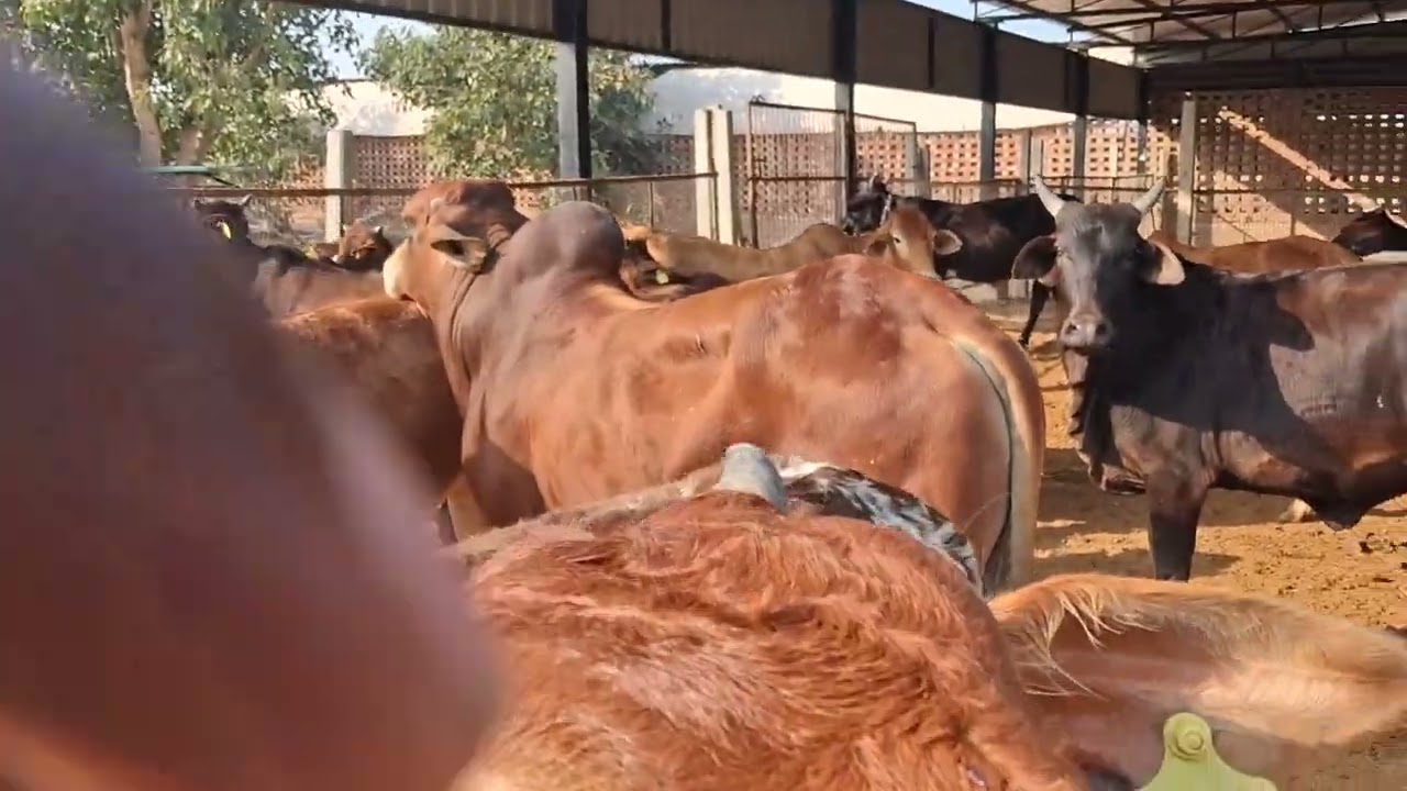 #cow #gaushala #gaushalabhajan #farming ##murraha  #animals #dairyherd #gaumata #bull #bullfarm