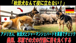 「秋田犬なんて役に立たない!」アメリカの牧場主が秋田犬とジャーマンシェパードを放牧実験した結果…【海外の反応】 #海外の反応  #海外の話 #海外の感動話  #秋田犬