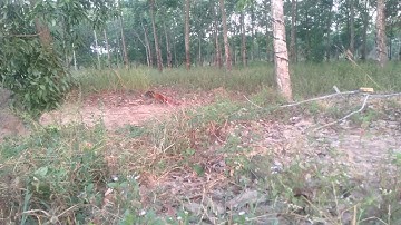 bẫy gà rừng 8/3/2023. test mồi thành công. bổi đầu tiên cho em xám tơ.