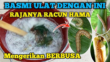 BERBUSA SANGAT BERACUN..!!! Cara mengatasi hama ulat pada tanaman padi