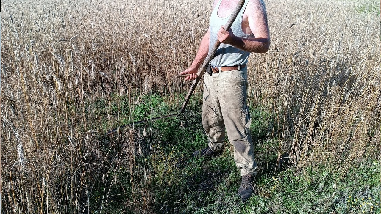 Rozpoczęcie żniw 2024 - obkaszanie żyta.