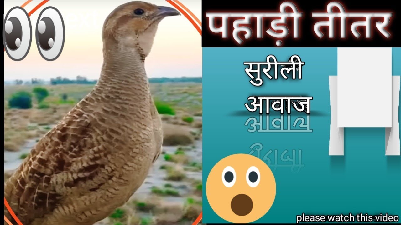 तीतर की आवाज।how to speak in jungle bird's and pet Bird in home #titar #titar ki awaj#birds #jungle