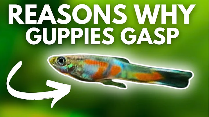 3 MAIN REASONS WHY Guppies Swim at Top: EASY FIXES OF GASPING GUPPIES