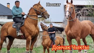 МАШАЛЛАХ   таза   Дончак Чыкты  пай пай пай Ноокатта  Юсуфтан Чыкты