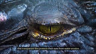why do crocodiles cry？