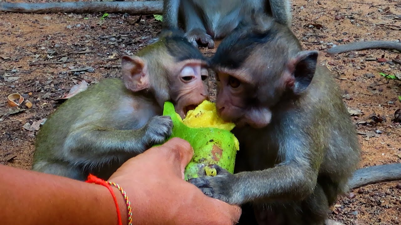 Baby Monkey Moby Got Fruit And Milk From A Good Man Everyday | Anna Group