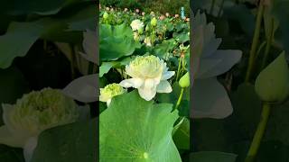 white lotus flower ❤️ good morning ❤️#lotusflower #flowers #morning