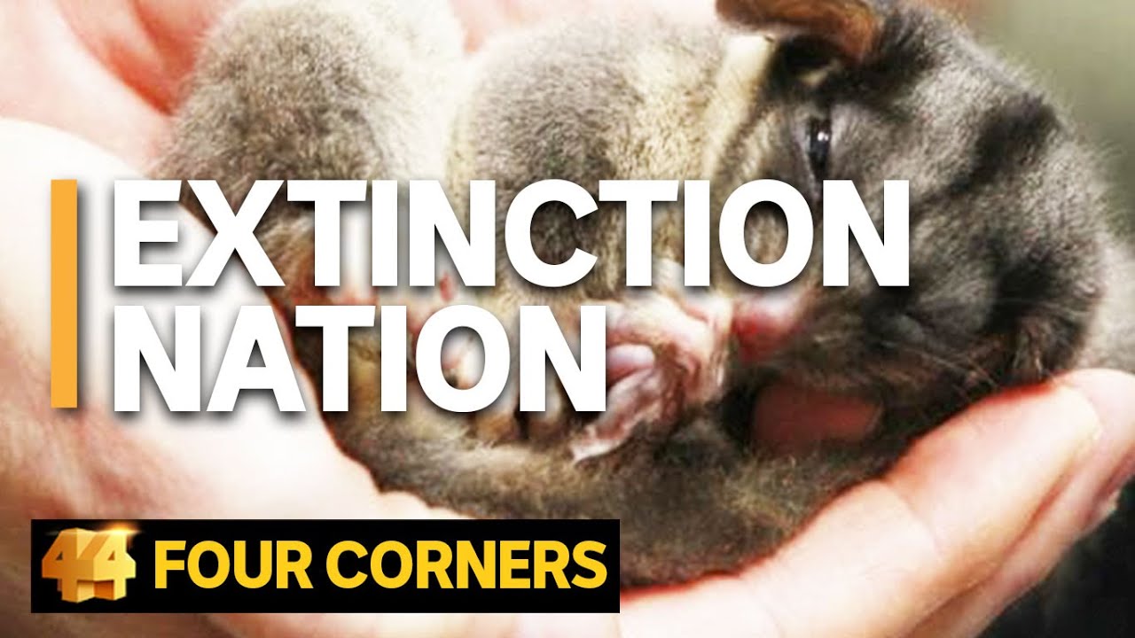 The fight to save Australia's endangered species | Four Corners