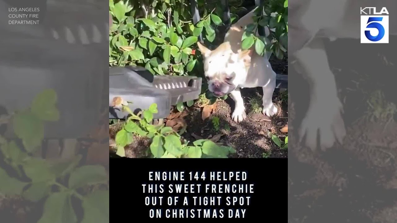 LACFD rescues Frenchie