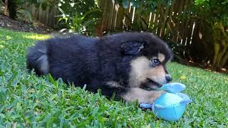 Triton's First Day Home (Finnish Lapphund Puppy Playtime)