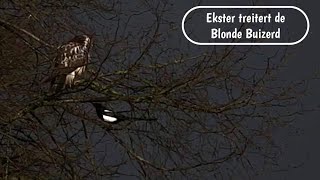 Ekster treitert de Blonde Buizerd