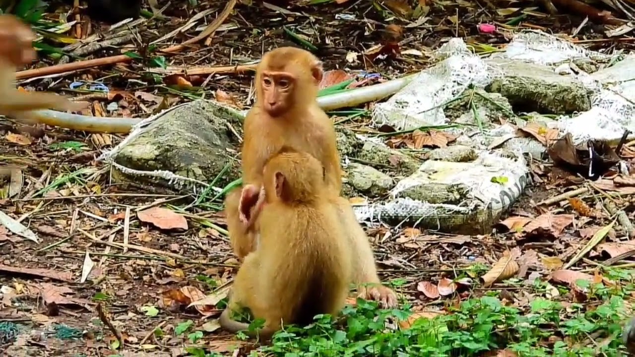 Pity Baby,  mommy monkey Libby go away keep her newborn monkey Leo crying alone