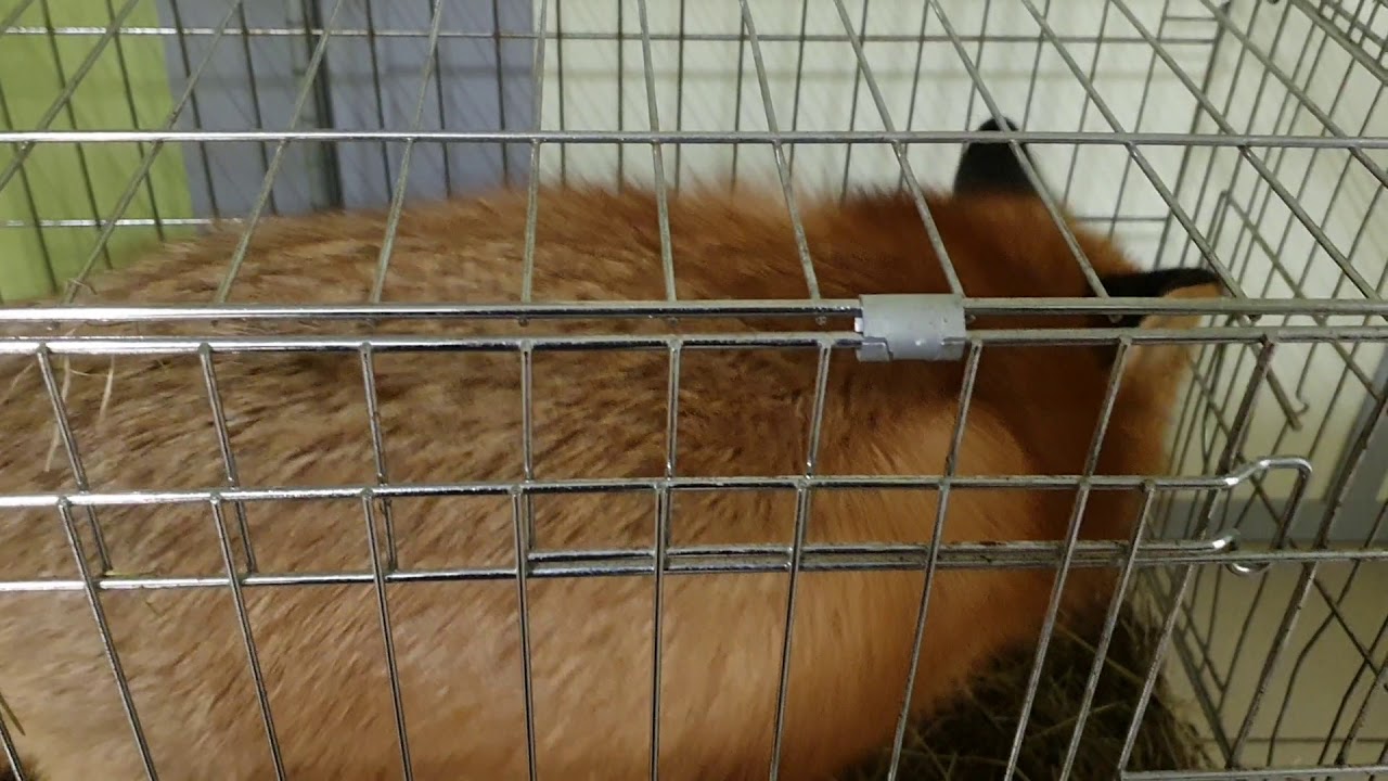 Лисья жизнь канал