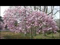 茨城県植物園　桜の季節　4月 3日, 2018年 の動画、YouTube動画。